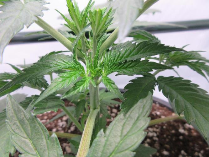 SENSI Sweet Cherry Kush-Time Lapse. Week 4 - Day 23 - close up