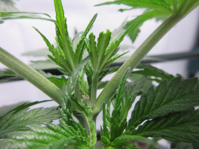 SENSI Sweet Cherry Kush-Time Lapse. Week 4 - Day 23 - close up of top