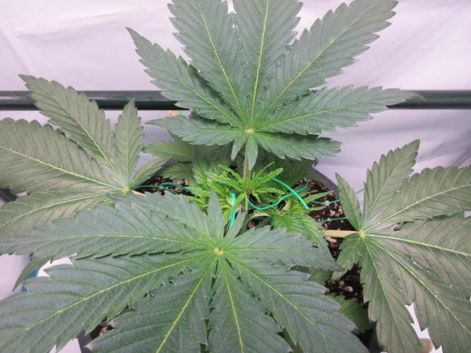 SENSI Sweet Cherry Kush-Time Lapse. Week 4 - Day 24 - start of LST