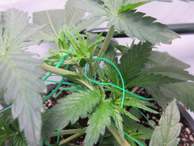 SENSI Sweet Cherry Kush-Time Lapse. Week 4 - Day 24 - time to throw the lasso