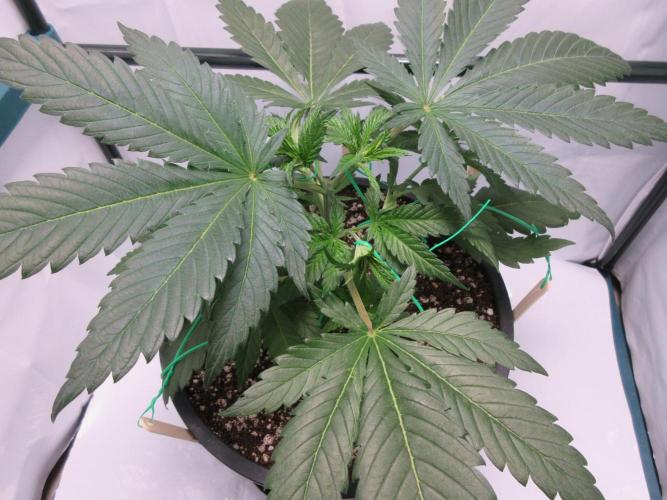 SENSI Sweet Cherry Kush-Time Lapse. Week 4 - Day 26