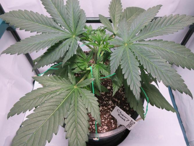 SENSI Sweet Cherry Kush-Time Lapse. Week 4 - Day 26