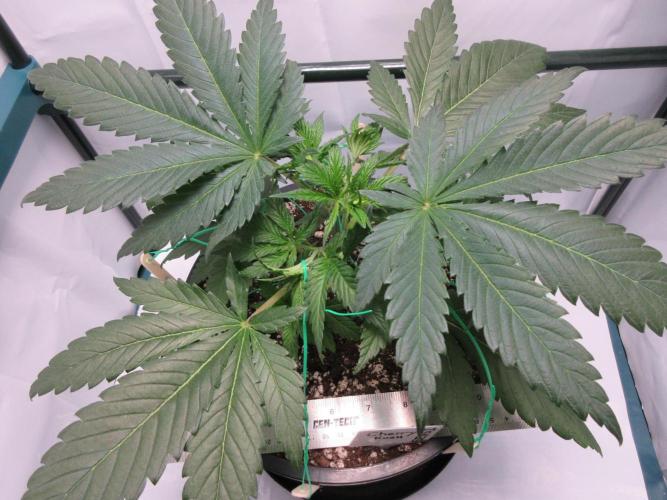 SENSI Sweet Cherry Kush-Time Lapse. Week 4 - Day 26