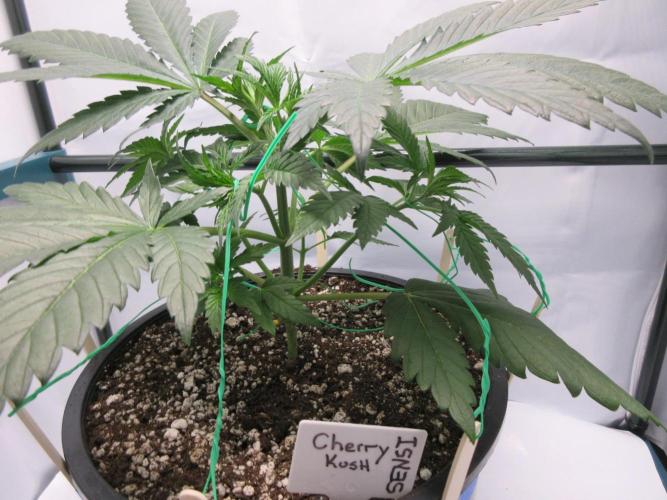 SENSI Sweet Cherry Kush-Time Lapse. Week 4 - Day 26 - light LST