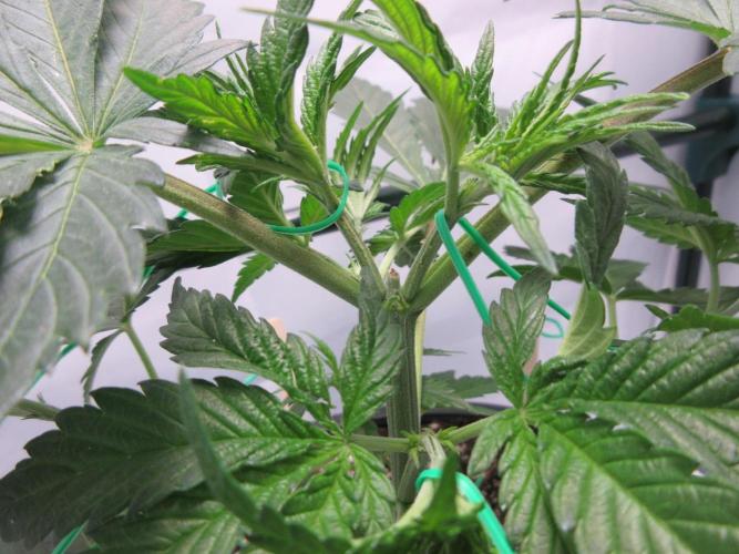 SENSI Sweet Cherry Kush-Time Lapse. Week 4 - Day 26 - close up