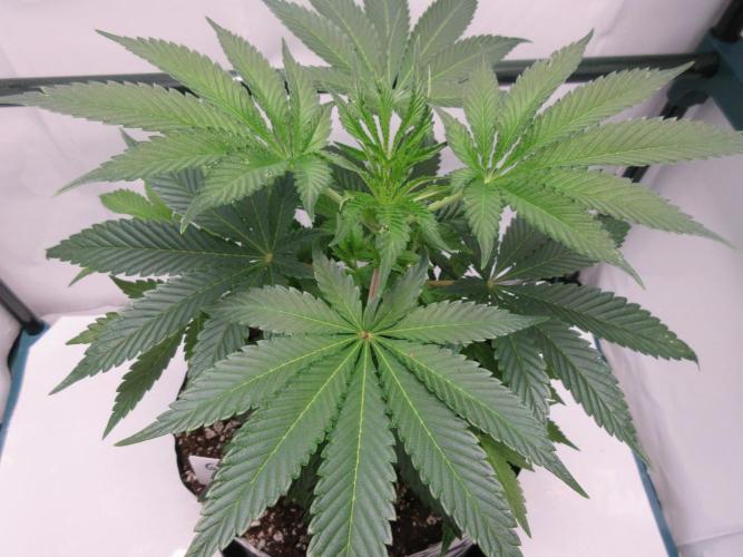 Grapefruit Grow. Week 6 - Week 6 - Grapefruit