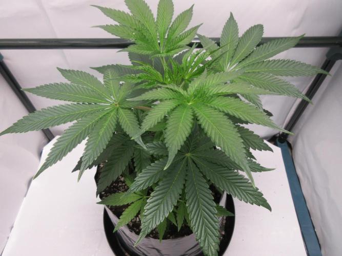 Grapefruit Grow. Week 6 - Week 6 - Looking good!