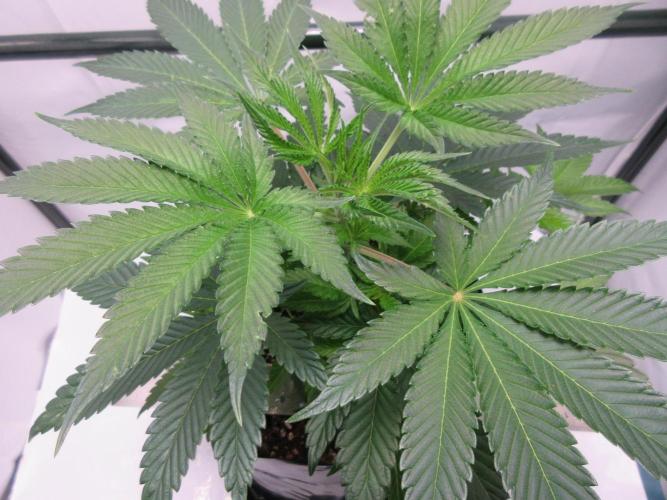 Grapefruit Grow. Week 6 - Grapefruit - top view