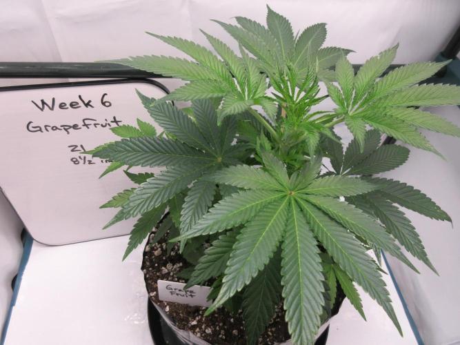 Grapefruit Grow. Week 6 - Week 6 - 21 cm