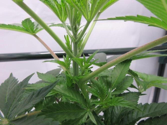 Grapefruit Grow. Week 6 - Close up of top