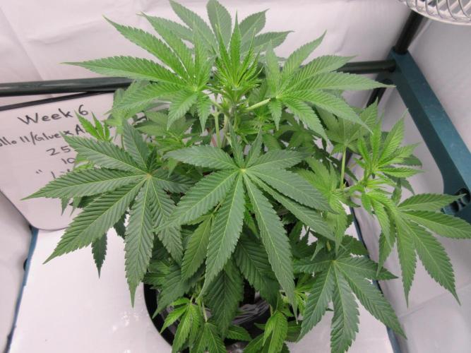 Apollo 11 x Grimm Glue Cross. Week 6 - Week 6 - Lil Joe