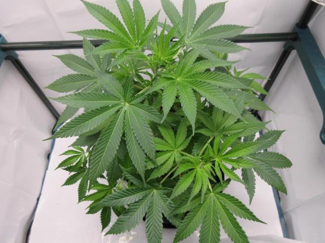 Apollo 11 x Grimm Glue Cross. Week 6 - Week 6 - Lil Joe looking good