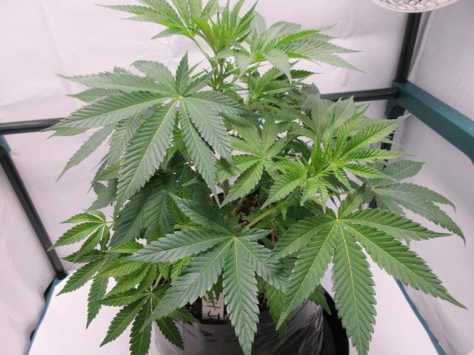 Apollo 11 x Grimm Glue Cross. Week 6 - Week 6 - Lil Joe