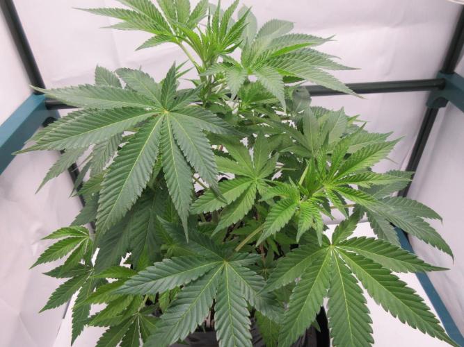 Apollo 11 x Grimm Glue Cross. Week 6 - Week 6 - Lil Joe