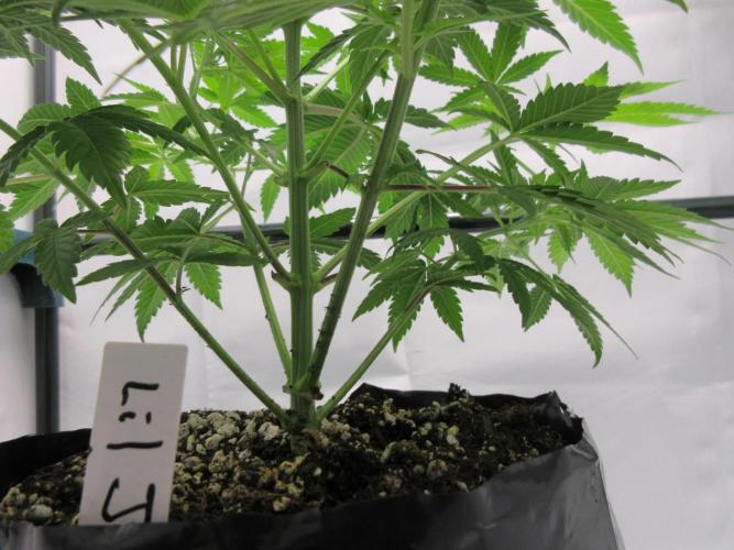 Apollo 11 x Grimm Glue Cross. Week 6 - Week 6  - Lil Joe
