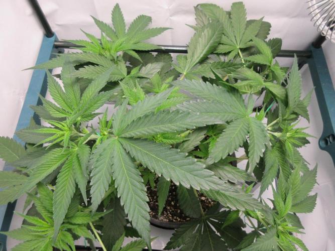 SENSI Sweet Cherry Kush-Time Lapse. Week 5 - Sensi Kush - Day 35