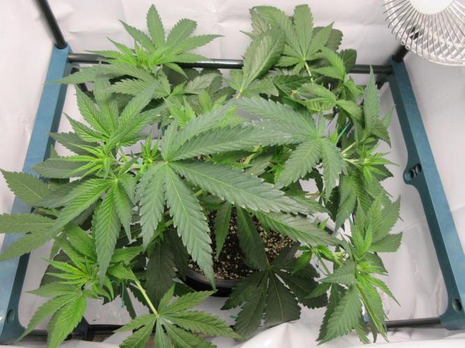 SENSI Sweet Cherry Kush-Time Lapse. Week 5 - Day 35