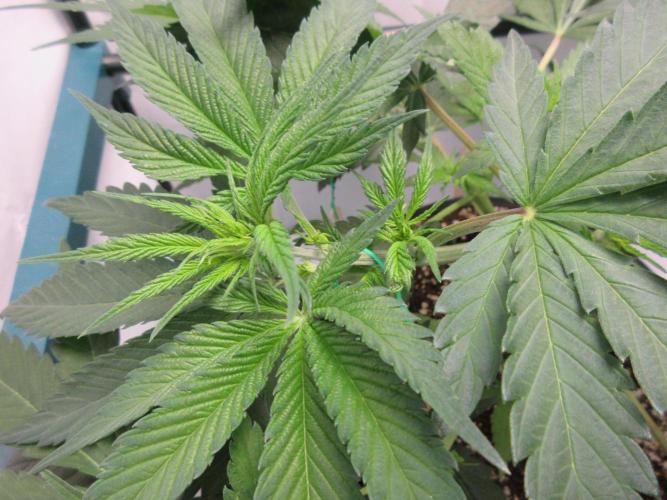 SENSI Sweet Cherry Kush-Time Lapse. Week 5 - Close up of new growth