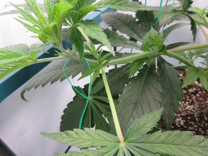 SENSI Sweet Cherry Kush-Time Lapse. Week 5 - Training a branch