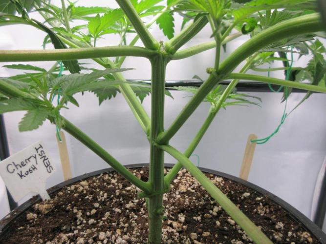 SENSI Sweet Cherry Kush-Time Lapse. Week 5 - View of understory - defoliation completed