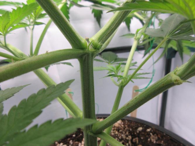 SENSI Sweet Cherry Kush-Time Lapse. Week 5 - Muscle man!