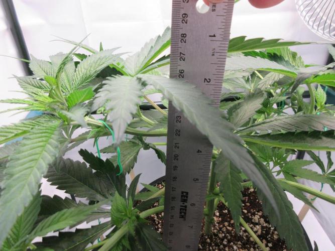 SENSI Sweet Cherry Kush-Time Lapse. Week 5 - Height 25 cm