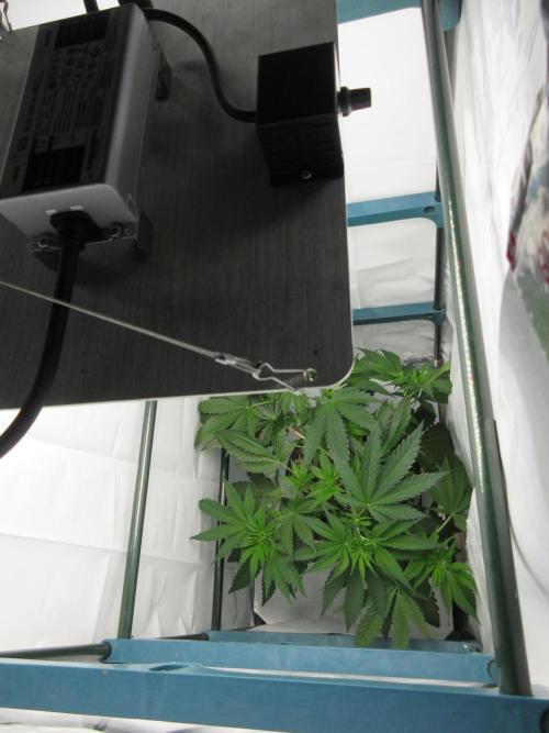 SENSI Sweet Cherry Kush-Time Lapse. Week 5 - Top view of tent