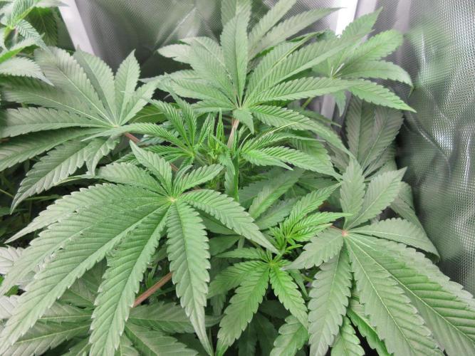 Grapefruit Grow. Week 7 - Grapefruit