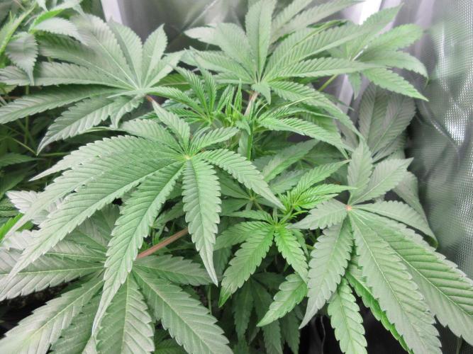 Grapefruit Grow. Week 7 - Nice growth