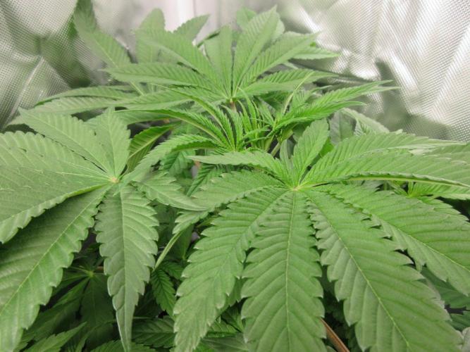 Grapefruit Grow. Week 7 - Large fan leaves
