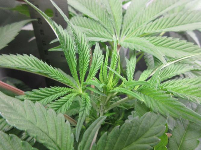 Grapefruit Grow. Week 7 - close up of top