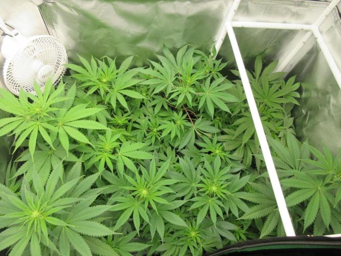 Grapefruit Grow. Week 7 - Sea of green