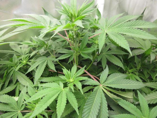 Apollo 11 x Grimm Glue Cross. Week 7 - View of top