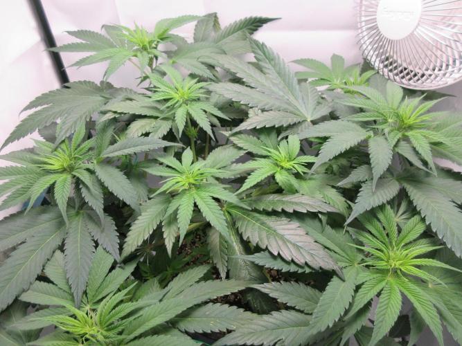 SENSI Sweet Cherry Kush-Time Lapse. Week 6 - Sensi Kush - Day 42