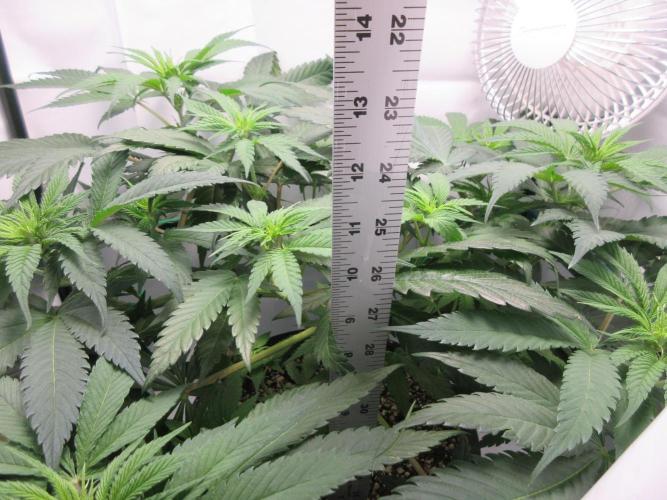 SENSI Sweet Cherry Kush-Time Lapse. Week 6 - 12 inches or 30 cm tall