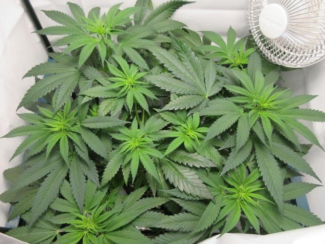 SENSI Sweet Cherry Kush-Time Lapse. Week 6 - Top view before LST