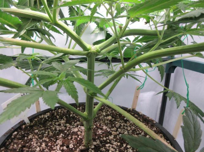 SENSI Sweet Cherry Kush-Time Lapse. Week 6 - Understory - 6 branches