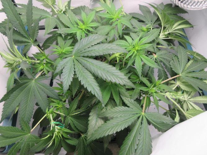 SENSI Sweet Cherry Kush-Time Lapse. Week 6 - View after training