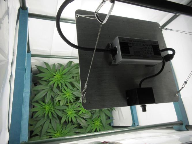 SENSI Sweet Cherry Kush-Time Lapse. Week 6 - Filling up tent