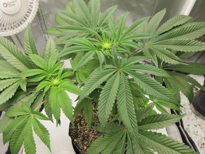 Grapefruit Grow. Week 8 - Grapefruit - 2 weeks into flower
