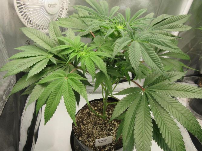 Grapefruit Grow. Week 8 - Grapefruit - squat growth with minimal stretch