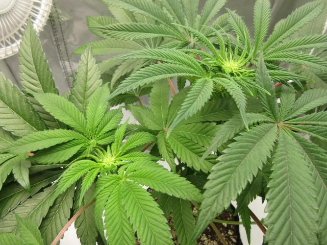 Grapefruit Grow. Week 8 - Close up of pistils forming