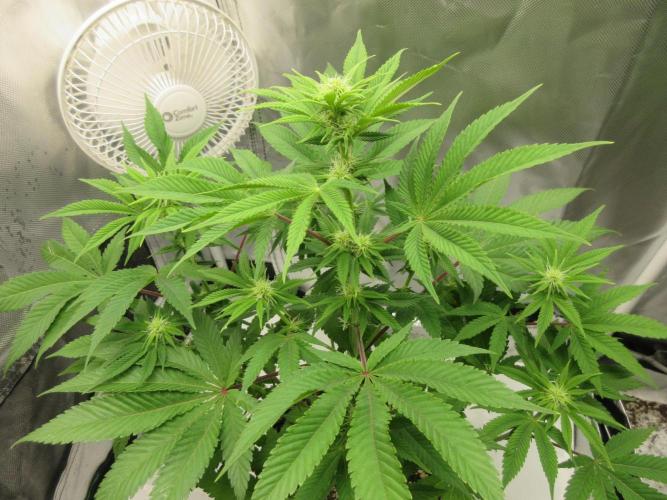 Apollo 11 x Grimm Glue Cross. Week 8 - Lil Joe - 2 weeks into flowering