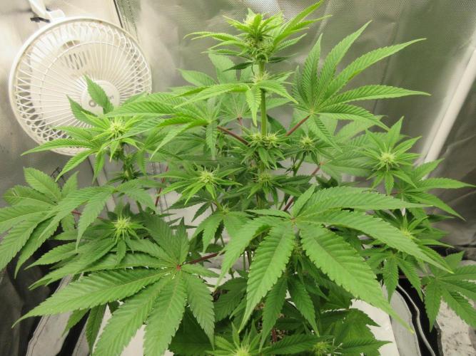 Apollo 11 x Grimm Glue Cross. Week 8 - Lil Joe - she is slightly yellow