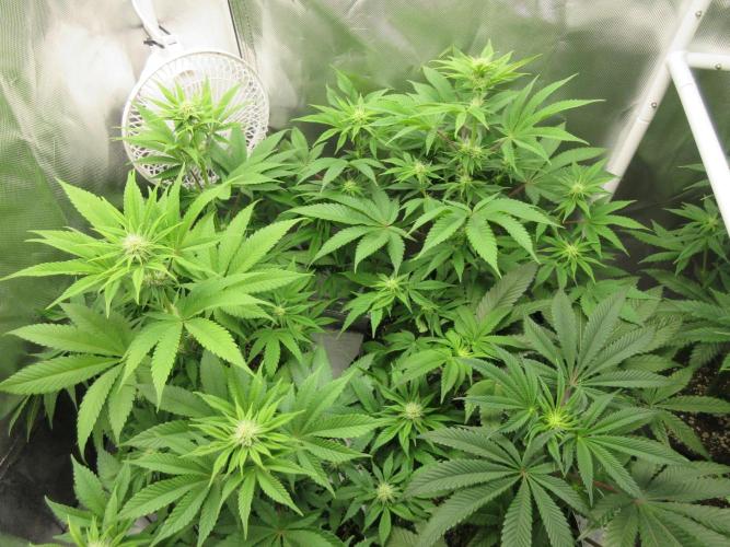 Apollo 11 x Grimm Glue Cross. Week 8 - Sea of green - several strains shown
