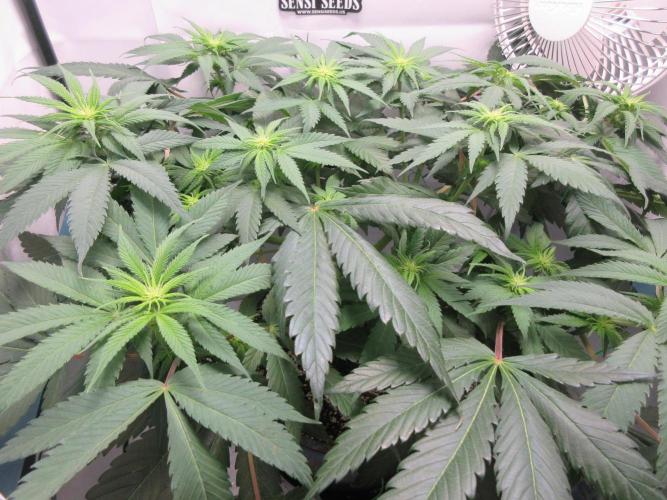 SENSI Sweet Cherry Kush-Time Lapse. Week 7 - Sensi Kush - Day 49