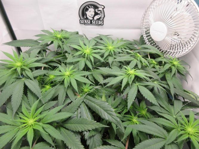 SENSI Sweet Cherry Kush-Time Lapse. Week 7 - Day 49 - 2 weeks into flowering