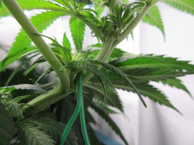 SENSI Sweet Cherry Kush-Time Lapse. Week 7 - Close up of LST