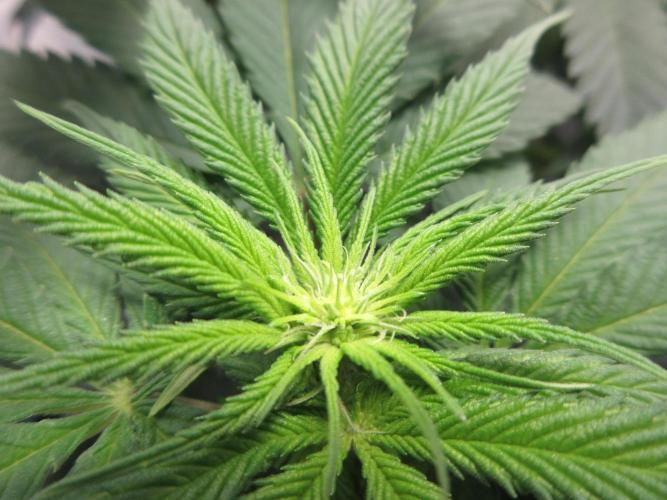 SENSI Sweet Cherry Kush-Time Lapse. Week 7 - Pistil development forming
