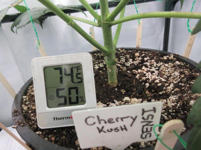 SENSI Sweet Cherry Kush-Time Lapse. Week 7 - Temp is 74 F/23 C